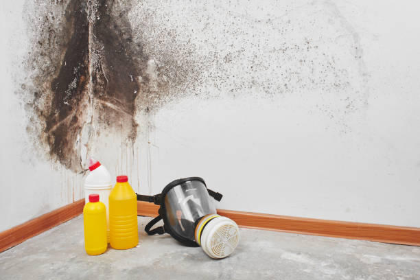 Best Mold Removal Company Near Me  in Parma Heights, OH