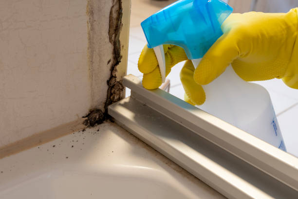 Best Fast Mold Removal  in Parma Heights, OH