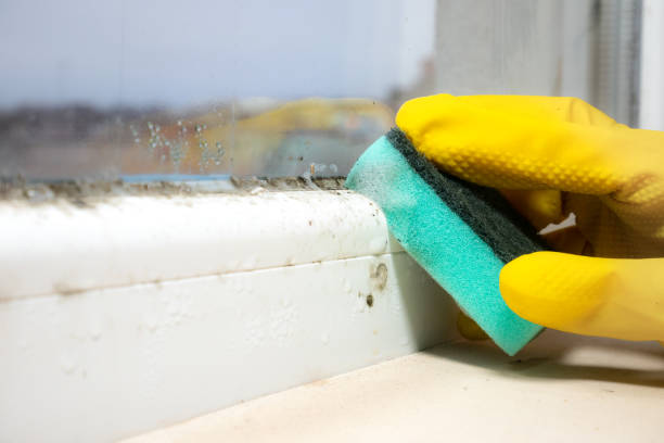 Best Fast Mold Removal  in Parma Heights, OH