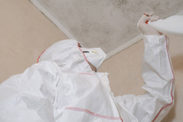 Best Mold Damage Repair  in Parma Heights, OH