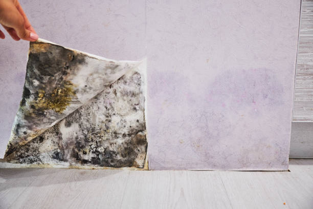 Trusted Parma Heights, OH Mold Removal Experts